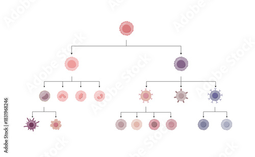 Cells of the innate and adaptive immune system, Hematopoiesis cell type scheme, stem cell, B and T lymphocytes, Basophil, neutrophil, eosinophil, monocyte, dendritic cell, macrophage and plasma cells.