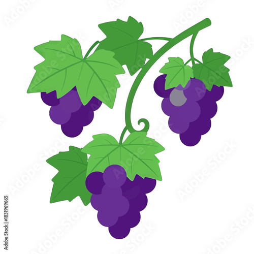 Vibrant Purple Grapes on Green Vine Illustration