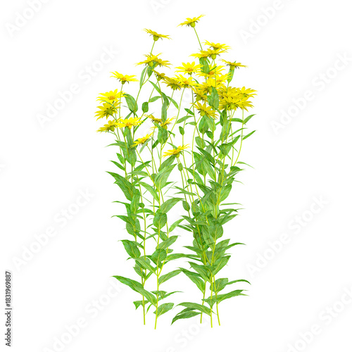 collection of Helianthus plant on transparent canvas