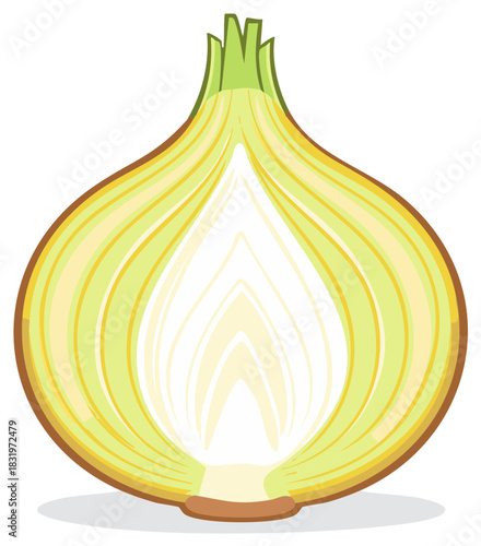 Half onion illustration with cross section showing internal layers of the vegetable.