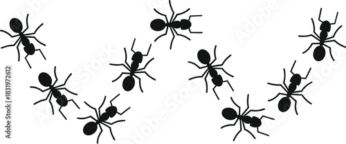 Ants walking in a line, illustrating cooperation and collective effort