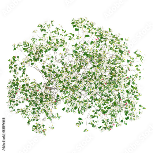 Isolated ​​Japenese dogwood tree on transparent canvas from top view