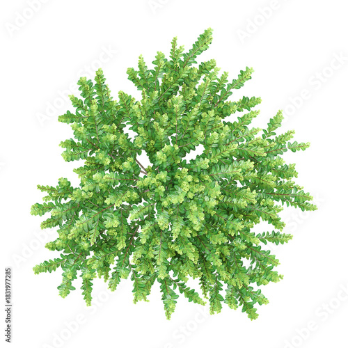 Isolated Japanese holly tree on transparent canvas from the top view