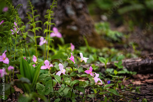 Canvastavla Pink and white multicolored trillium wildflowers flowers field macro closeup in