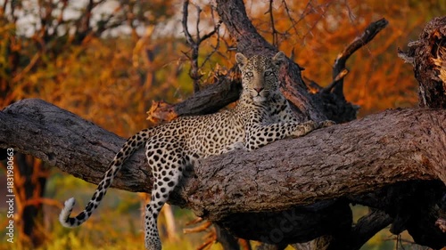 Leopard hanging from a tree