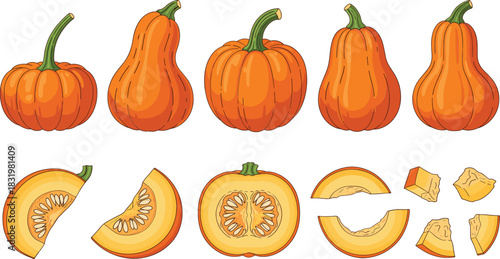 Cartoon Pumpkin and Squash Collection with Whole Cut and Sliced Vegetables Colorful Flat Vector Illustration Set