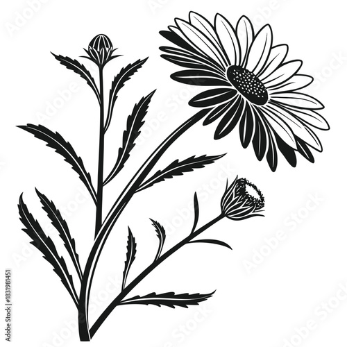 Aster Flower Art with Buds and Leaves