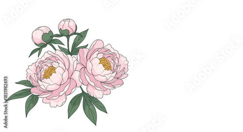 Elegant illustration of light pink peonies in bloom and delicate buds with lush green leaves, set against a pristine white backdrop.