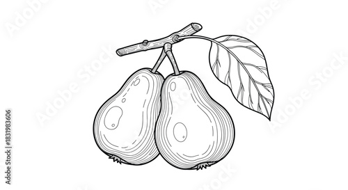 Detailed black and white line art illustration of two pears hanging from a branch with a single leaf, showcasing natural form and texture.