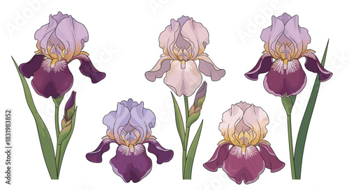 Illustrative collection of purple, pink, and yellow iris flowers with buds and green leaves, isolated on a white background.