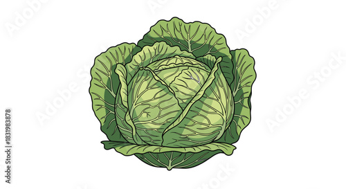 A fresh, whole green cabbage, an essential vegetable for healthy cooking and culinary dishes, depicted in a clean, detailed illustration.