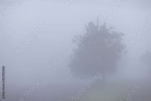 View of a lone tree stands shrouded in a thick, ethereal fog, its silhouette barely visible against the muted sky, creating a serene and mysterious scene, Brno, South Moravian Region, Czechia.