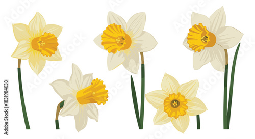 A collection of beautiful daffodil flowers with white petals and yellow trumpets, set against a clean white background.