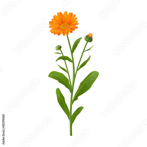 Calendula or african daisy blossom. Vector realistic blooming flower, realistic plant with twigs and leaves, foliage and branches. Florist design and natural vibrant inflorescence bouquet