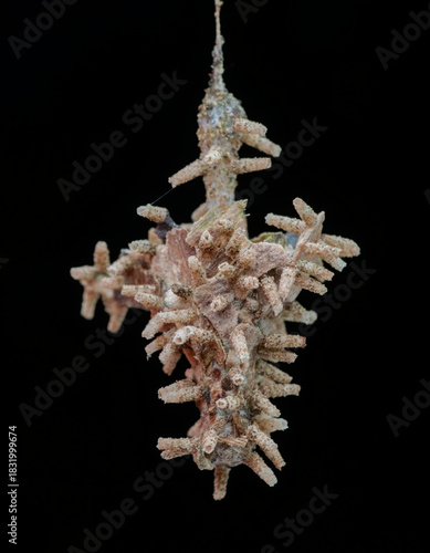Colony of bagworm larva hang on under the branch