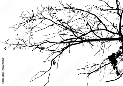  Vector illustration of natural oak tree branch with leaves
