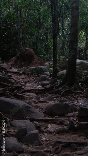 Wild path with several trees and rocks