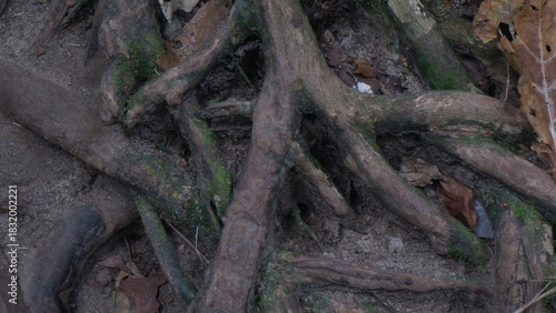 Tree roots with some moss