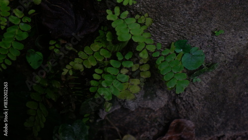 Close up of small green fern growing on a rock