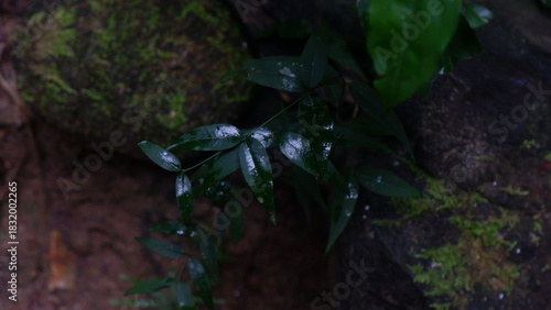 Green wet plant in the mossy rock