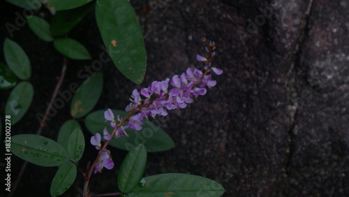Purple wild flower is growing in the wild