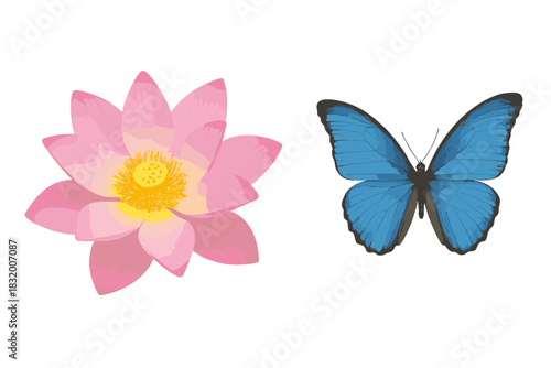 Bright pink lotus flower beside vibrant blue butterfly displaying nature's beauty in harmony
