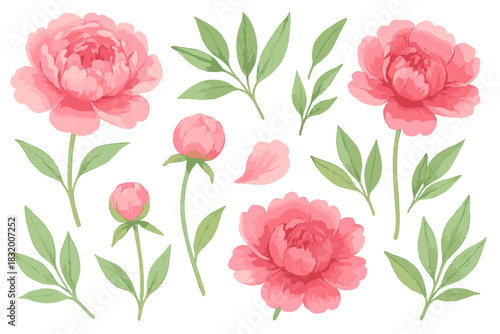 Beautiful hand-drawn peony flowers and leaves arranged artistically on a white background