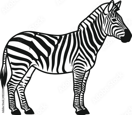 Striking zebra stands tall with bold black and white stripes on a white backdrop