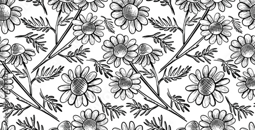 Seamless vector pattern with daisy flowers on a white background. Monochrome botanical illustration with wildflowers. Hand-drawn line art with flower silhouettes.