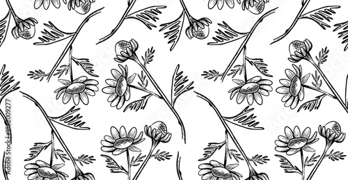 Seamless vector pattern with daisy flowers on a stem with leaves on a white background. Monochrome botanical illustration with wildflowers. Hand-drawn line art with flower silhouettes.