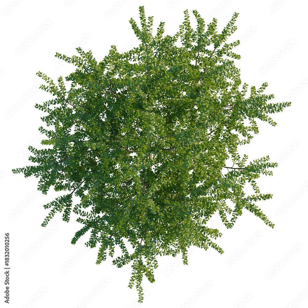 Obraz premium Berberis darwinii tree plan, top view, cutout, transparent background, isolate, Lush green tree canopy, perfect for landscape designs and nature scenes