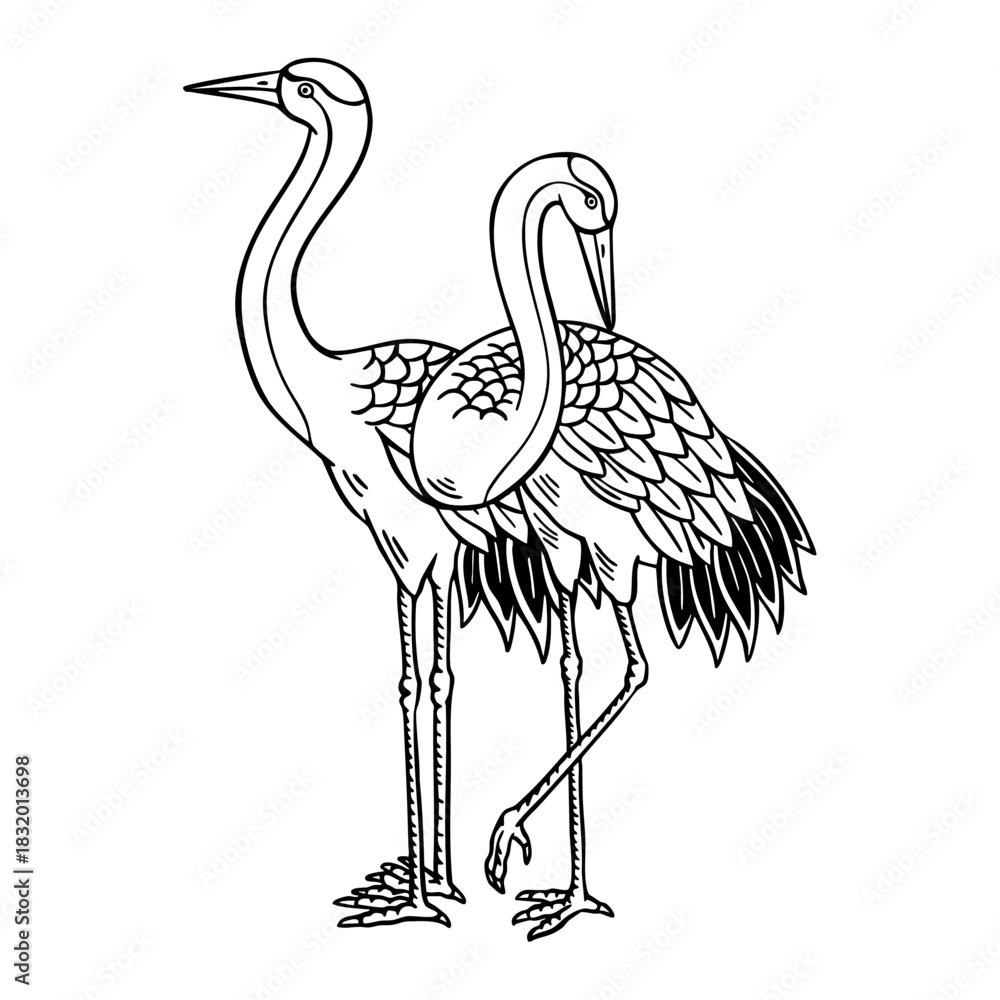 Naklejka premium Vector illustration of two standing cranes with detailed feathers. Perfect for nature themes, wildlife art, tattoos, and decorative design.