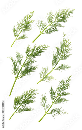 Fresh green dill herb sprigs are artfully arranged, isolated on a transparent background, a vibrant png element for gourmet recipes.