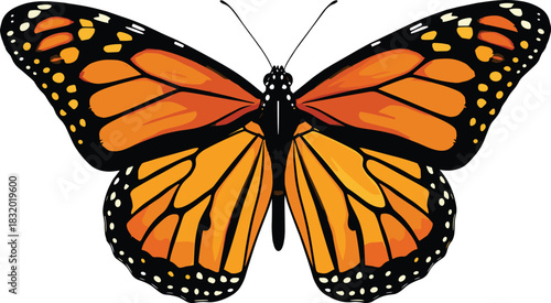 Monarch butterfly wings spread front view, orange and black pattern, entomology sketch, vector insect illustration, detailed design