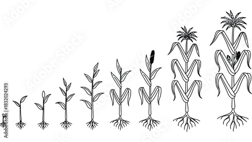 Illustration of corn plant growth stages in black and white outline