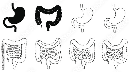 Illustrations of stomach and colon in black and white line drawing