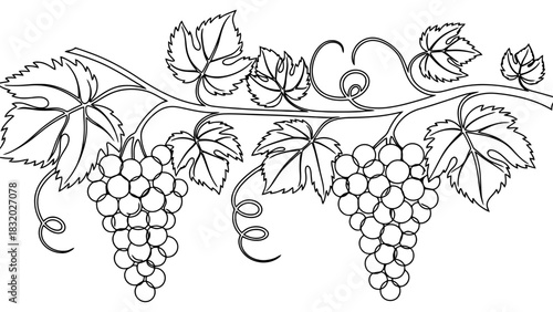 Illustration of grapes and leaves on a vine in black and white style