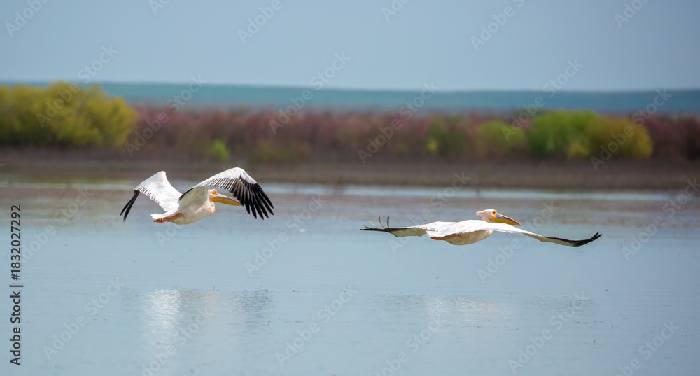 Fototapeta premium A flock of pelican birds walks along the blue lake of Cyprus. Flying pelicans in the blue sky. Waterfowl at the nesting site.