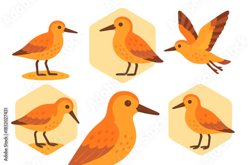 Colorful birds in various poses showcasing their features and movements in a playful illustration