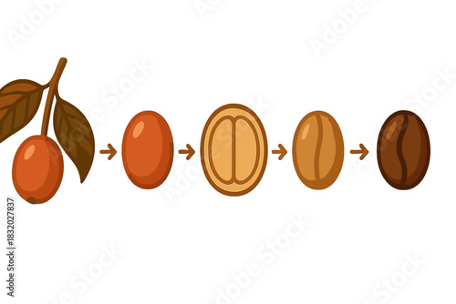 Understanding the journey of coffee from cherry to roasted bean step by step