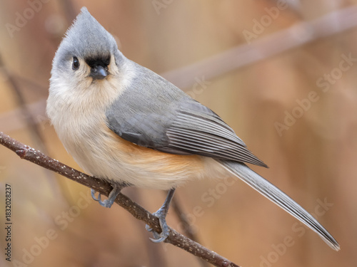 An ultra close up shot of a Tufted Titmouse perched on a bare twig and looking towards the camera