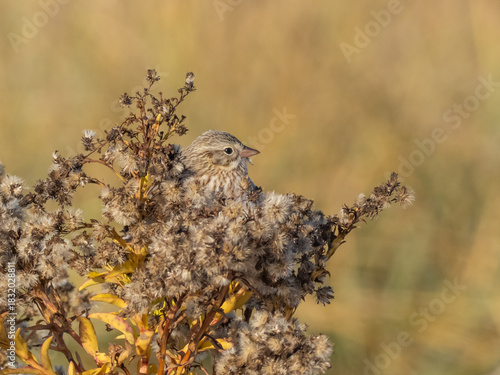 An Ipswich Savannah Sparrow enveloped in the seedhead of a plant on which it is feeding