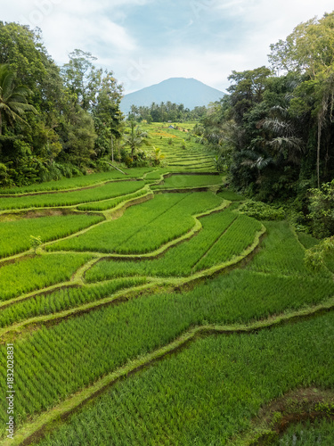 Quadro su tela Lush Green Bali Rice Terraces With Scenic Mountain View In Tropical Landscape