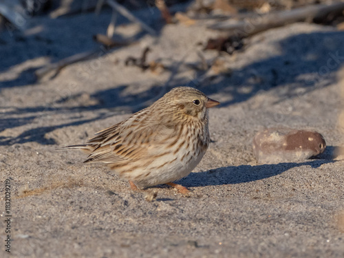 A side on view of an Ipswich Savannah Sparrow feeding on a sandy beach