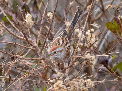An American Tree Sparrow feeding head down on the seedhead of a plant