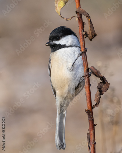 A close up of a Black-capped Chickadee clinging to a dead plant stem