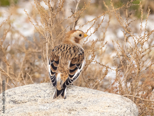 A rear view of a Snow Bunting perched on a rock amongst dry, scrubby vegetation