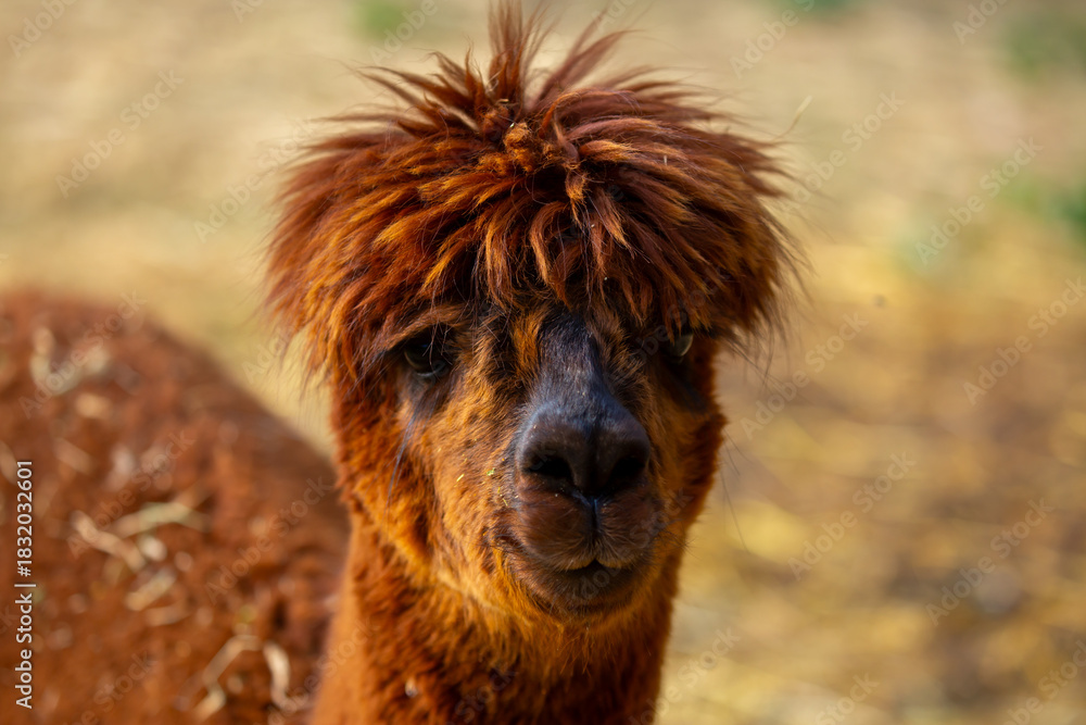 Naklejka premium Llama animal close-up. Alpaca on the background of nature.