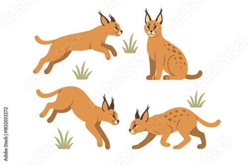 Cute lynxes playing and exploring in a grassy field during a sunny day