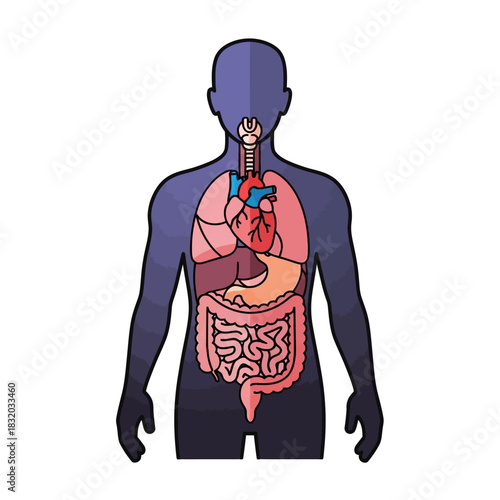 Human body anatomical illustration with visible internal organs showcasing health and wellbeing